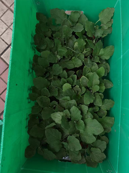 中空板周轉箱種苗行業應用